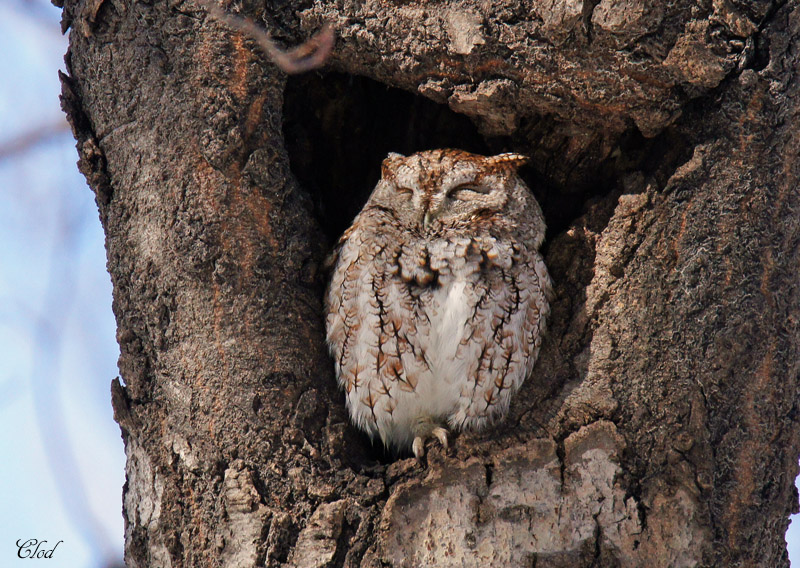 Petit-duc macul - Eastern screech-owl