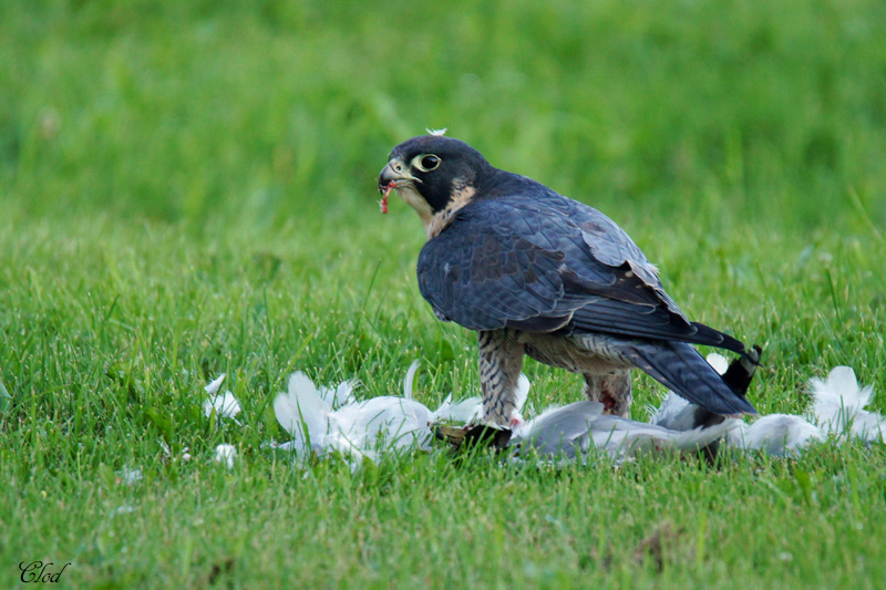 Faucon plerin - Peregrine falcon