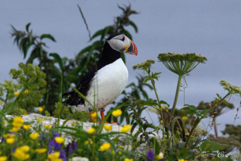 Macareux moine - Atlantic puffin 