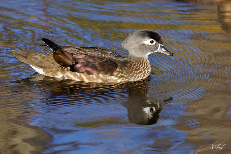 Canard branchu - Wood duck (fem)