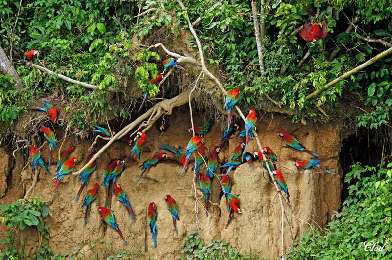 Ara chloroptre - Red-and-green Macaw