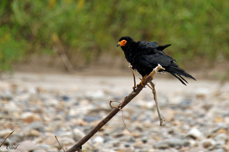 Caracara noir - Black Caracara