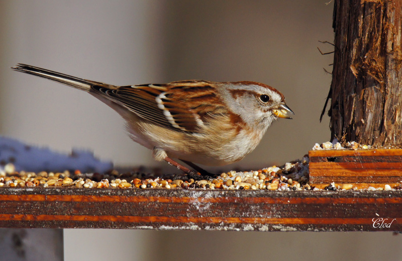 Bruant hudsonien - American tree Sparrow