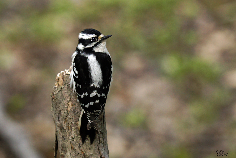 Pic mineur - Downy woodpecker