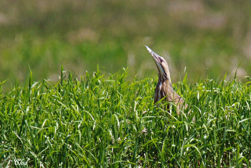 Butor dAmrique - American bittern