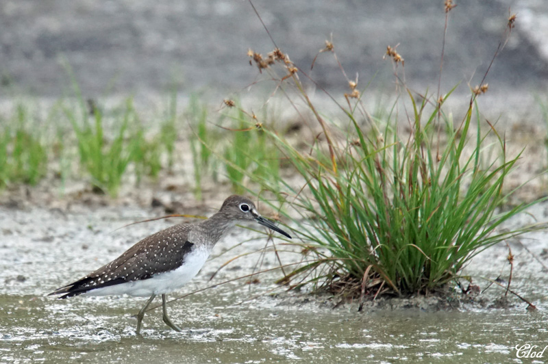 Chevalier solitaire - Solitary sandpiper