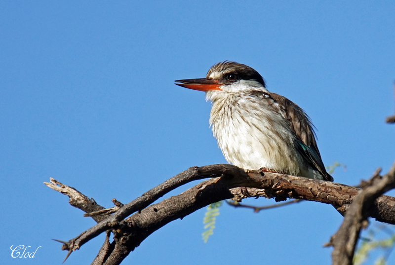 Martin-chasseur stri - Striped kingfisher