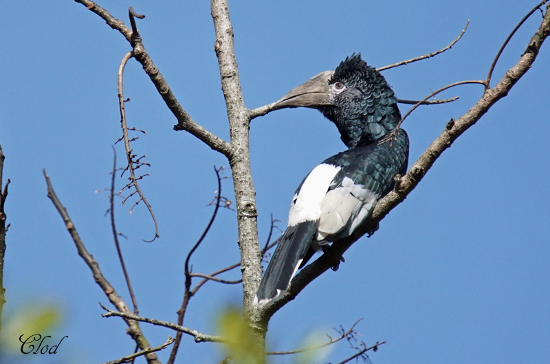 Calao  joues grises - Black-and-white-casqued Hornbill (female)