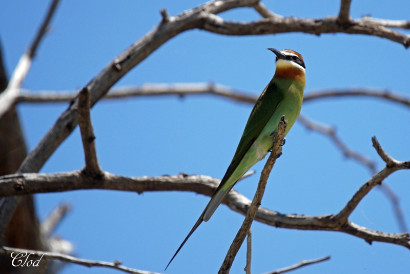 Gupier de Madagascar - Madagascar bee-eater