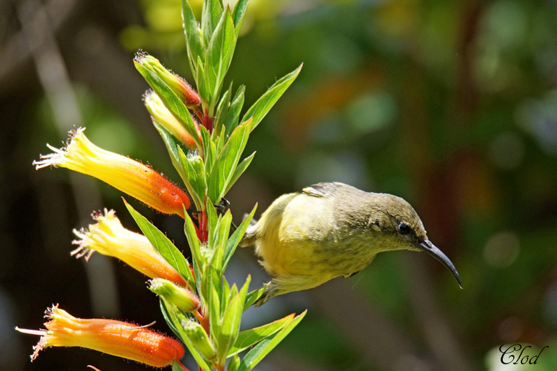 Souimanga  ventre jaune - Variable Sunbird