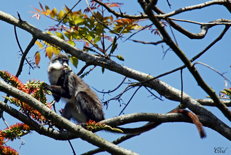 Singe hocheur blanc-nez - Red-tailed Monkey