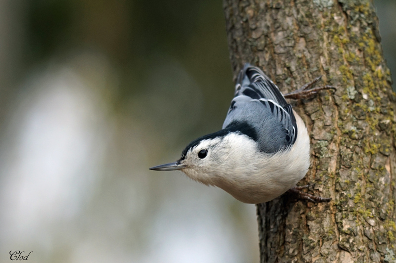 Sittelle  poitrine blanche - White-breasted Nuthatch