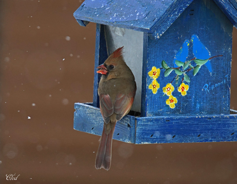Cardinal rouge - Northern Cardinal (fem)