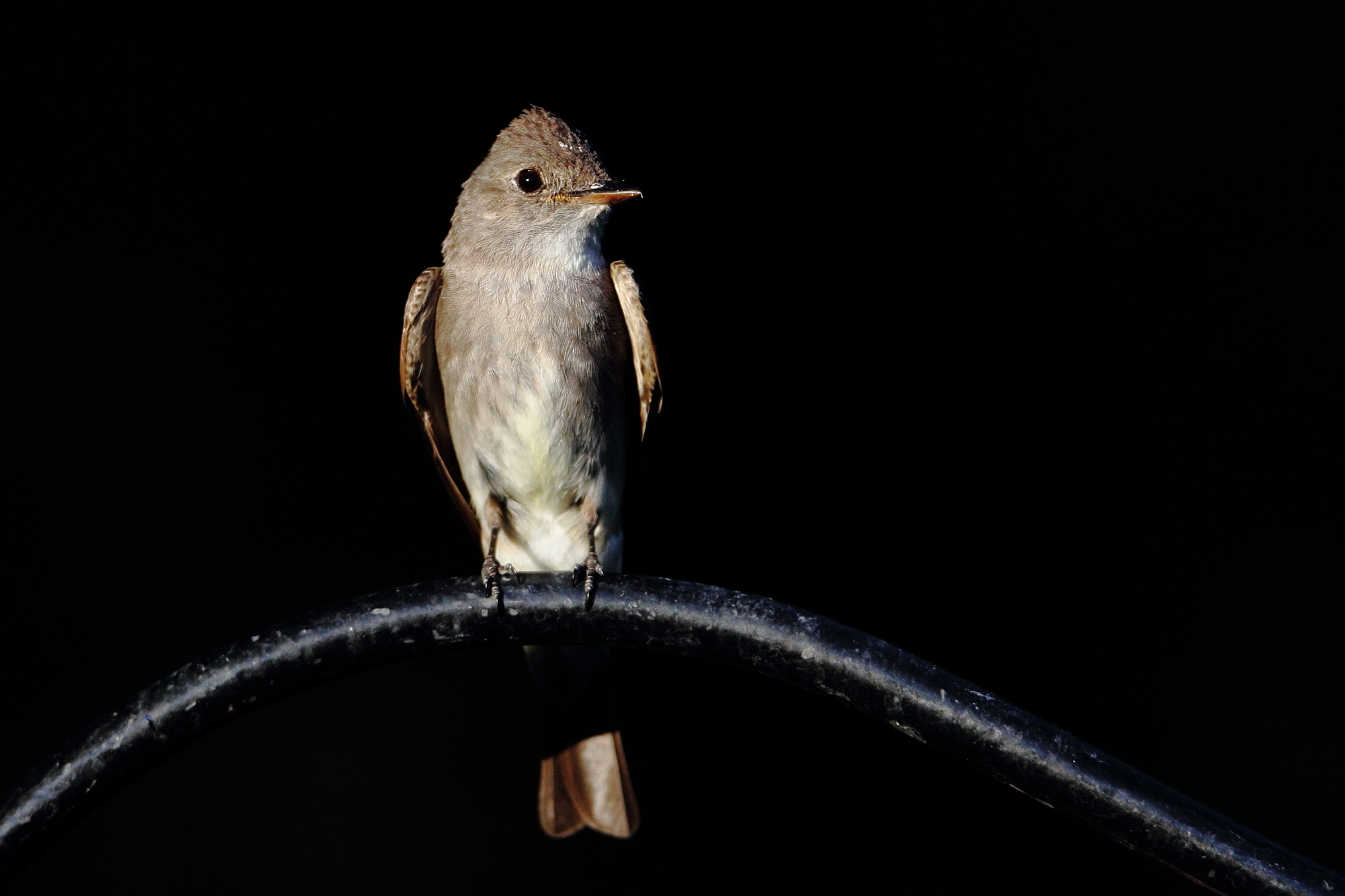 Western Wood-pewee