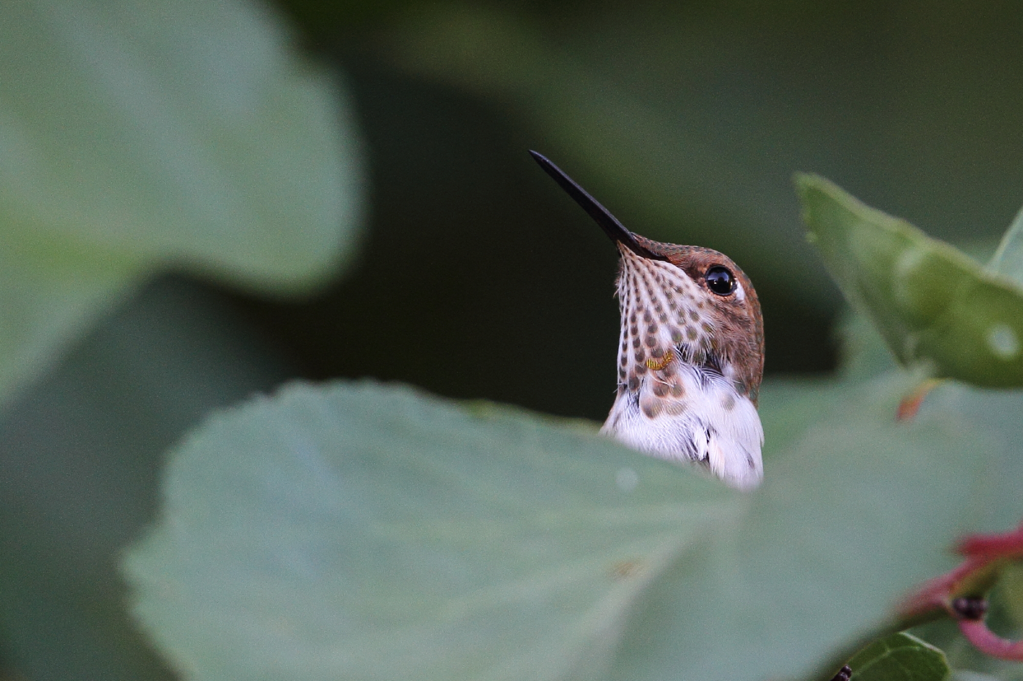  Rufous Hummingbird