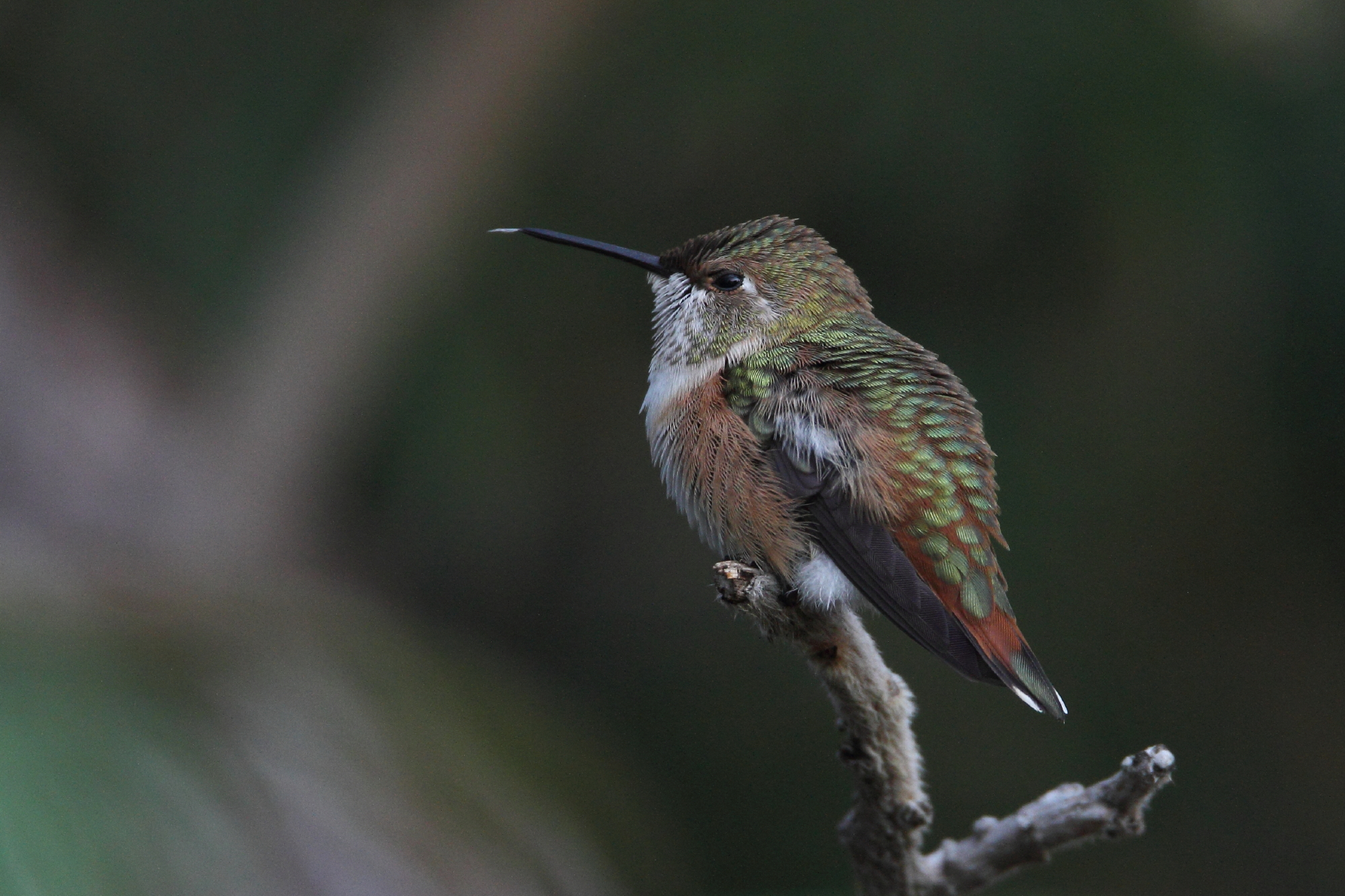  Rufous Hummingbird