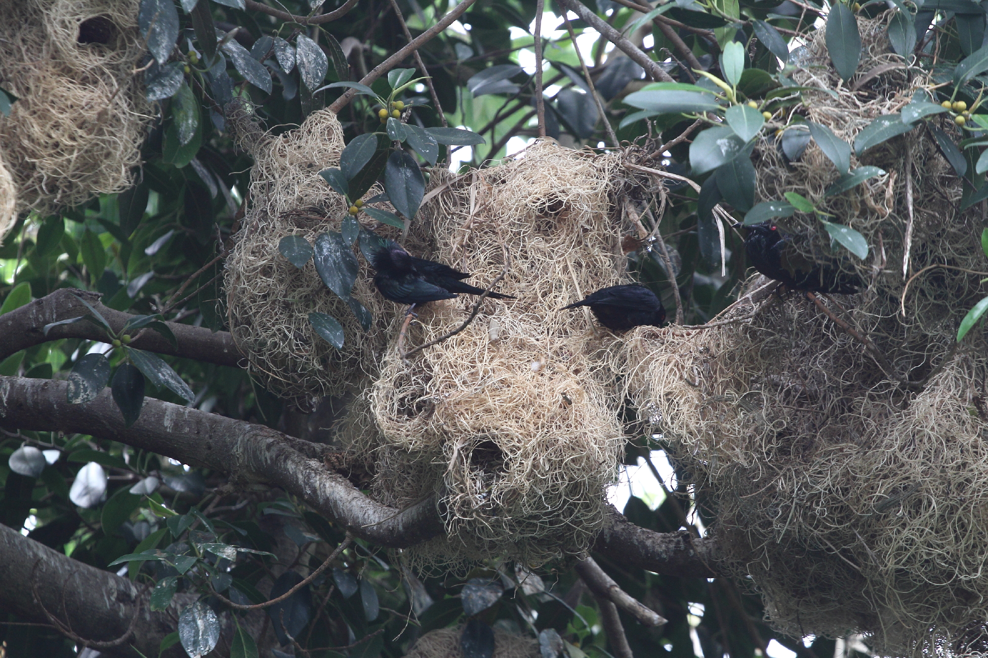 Metallic Starlings