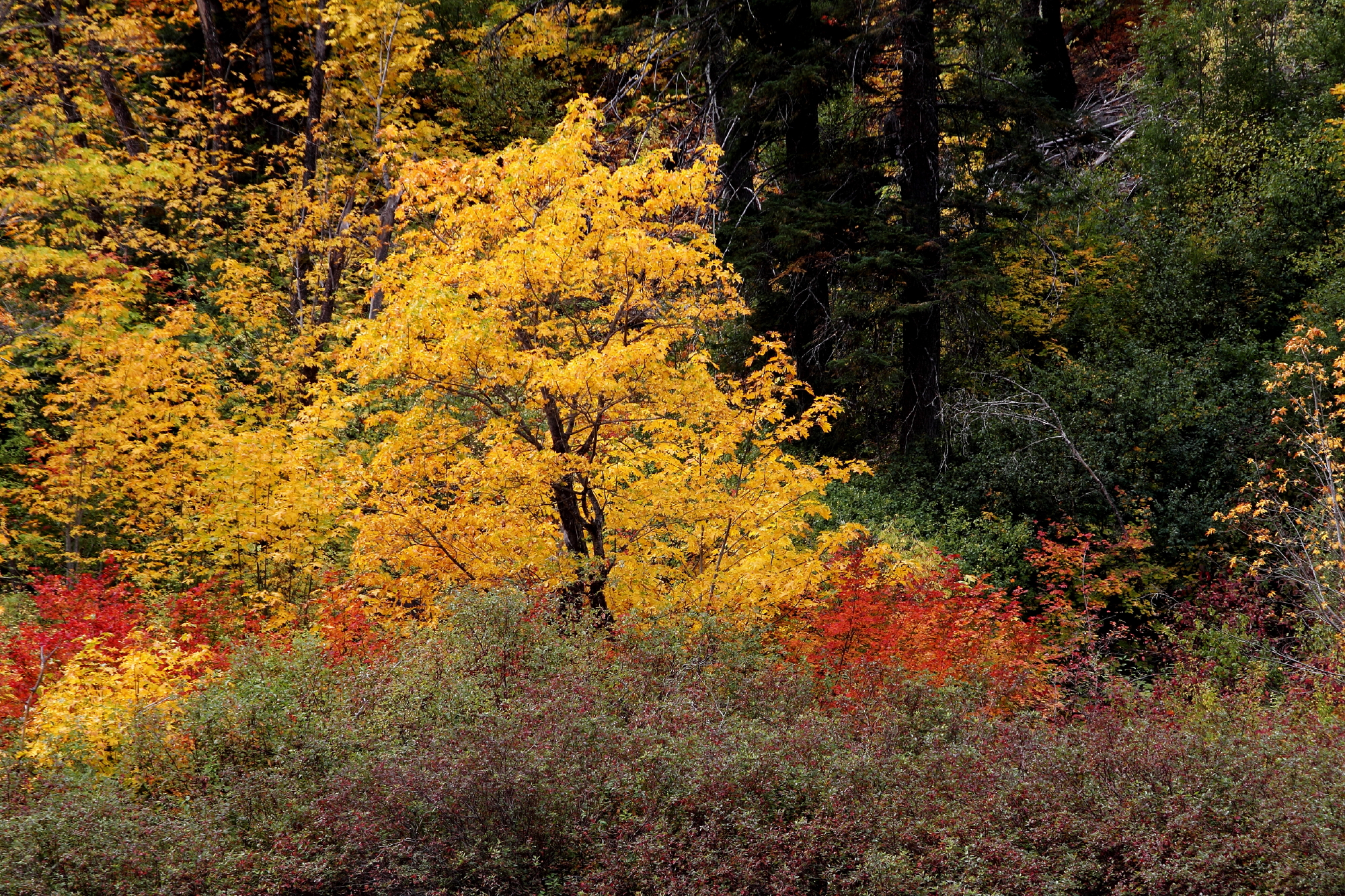 Fall Foliage Tumwater Canyon