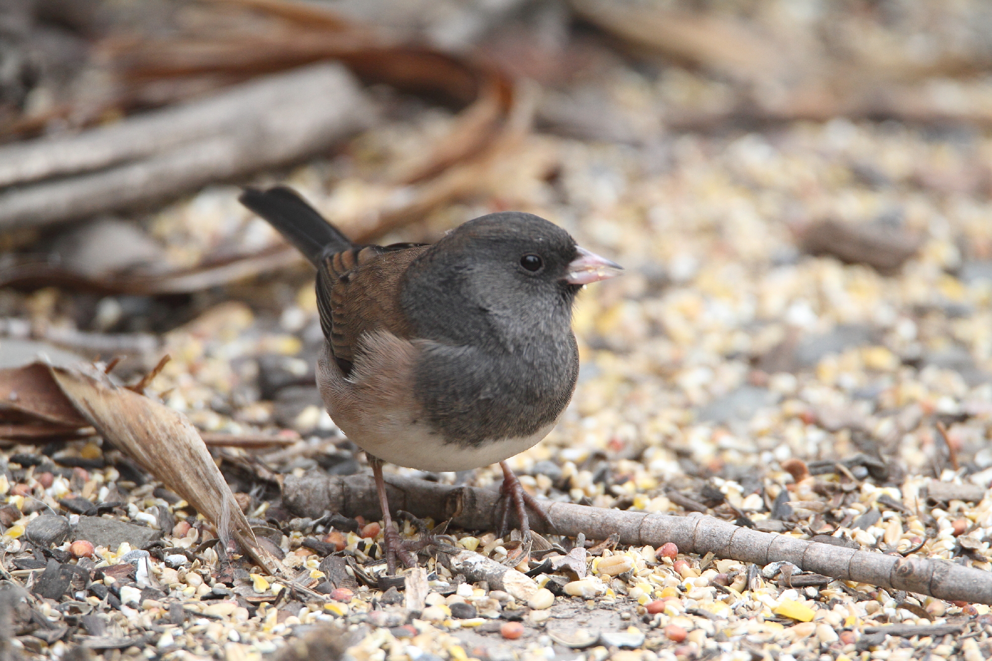 Dark-eyed Junco Oregon