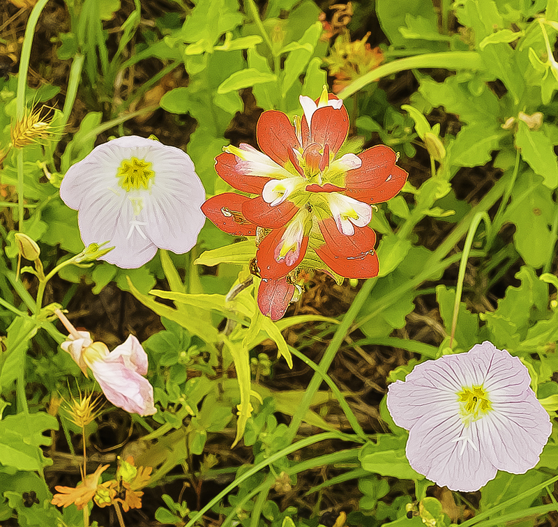 Indian Paintbrush with Evening Primrose.(purple)