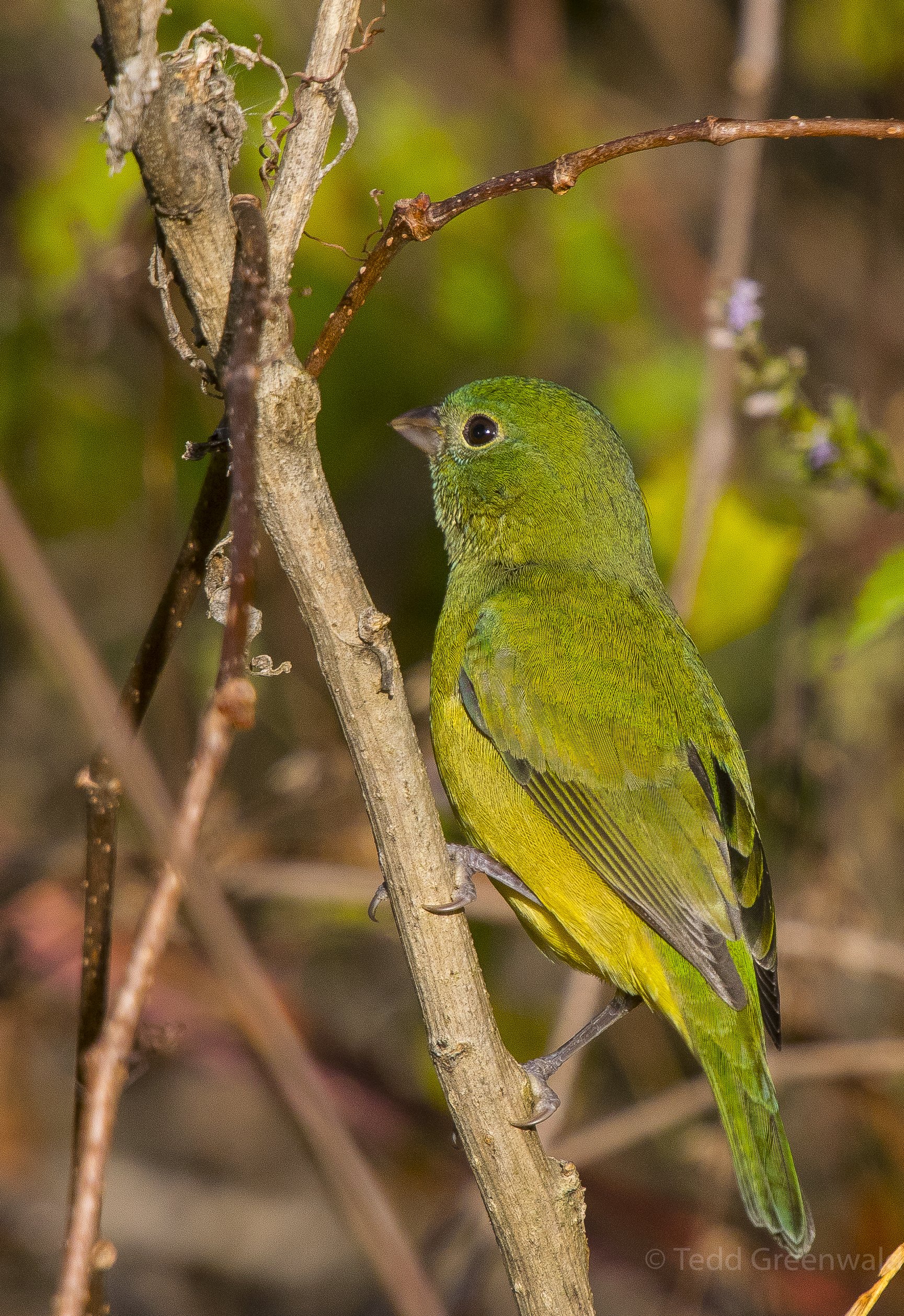 Female Painted Bunting Sweetwater.jpg