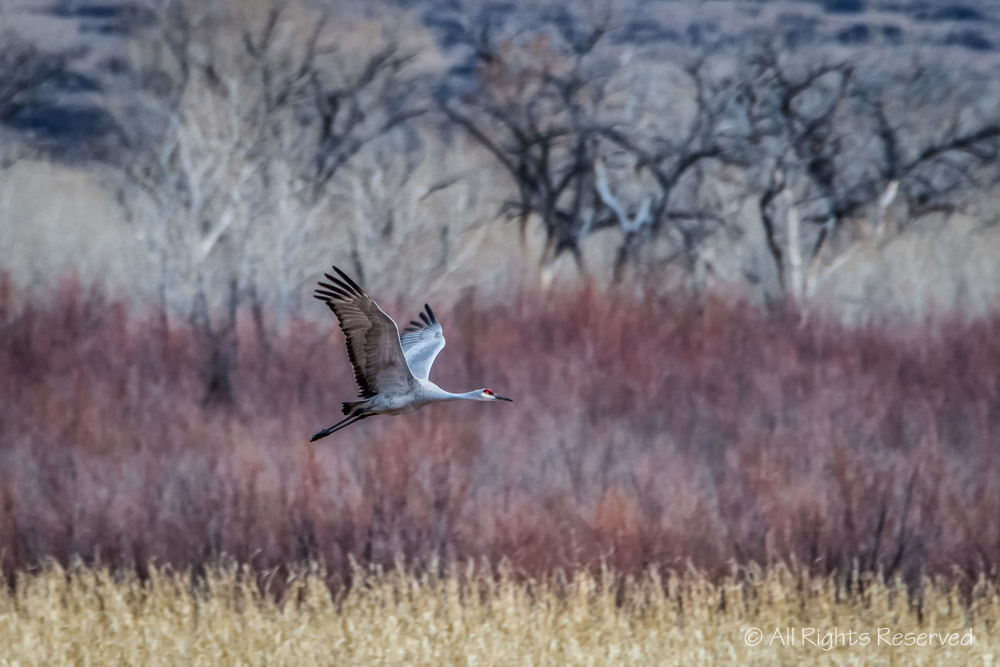 Solitary Flight