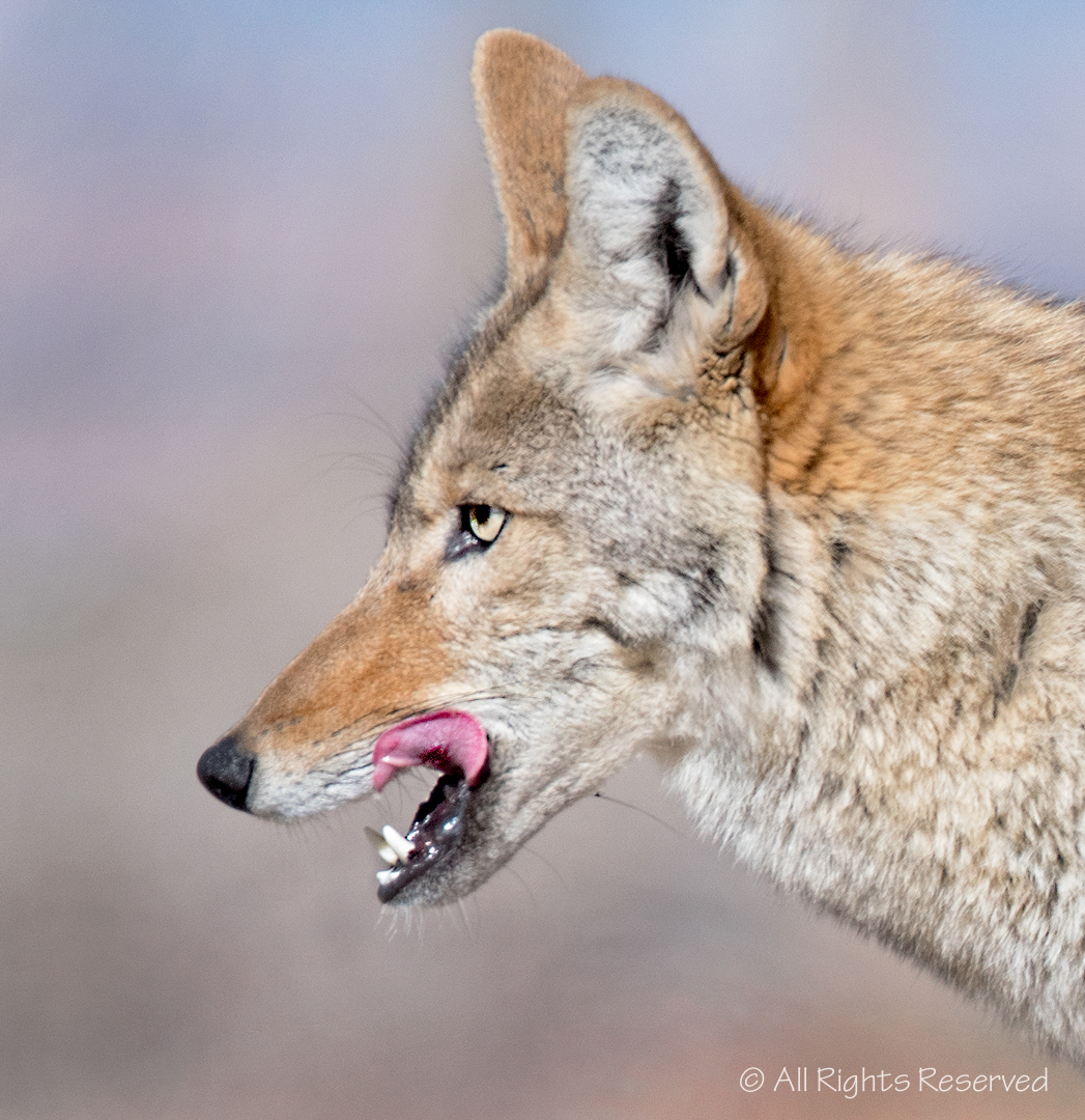 Albuquerque Academy Coyote