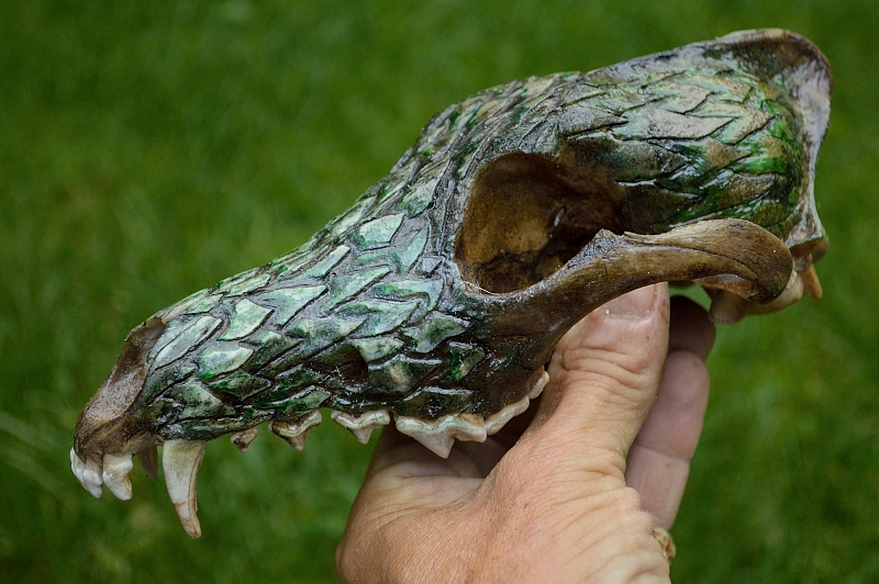 Green dragon coyote