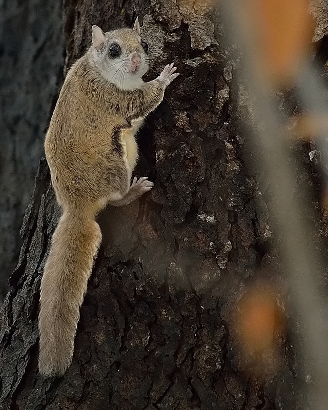 Flying squirrel