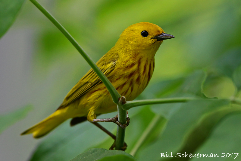 Yellow Warbler ♂