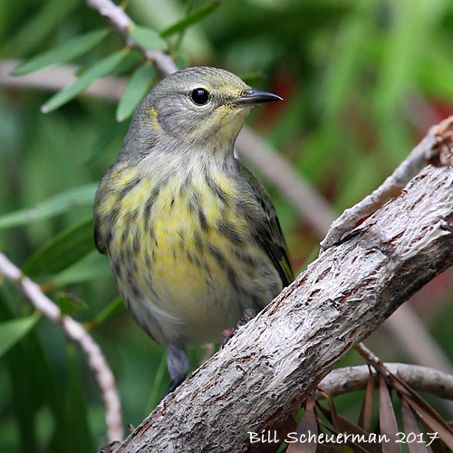 Cape May Warbler