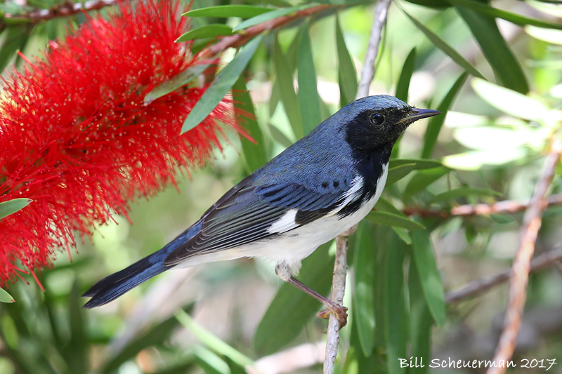 Black-throated Blue Warbler