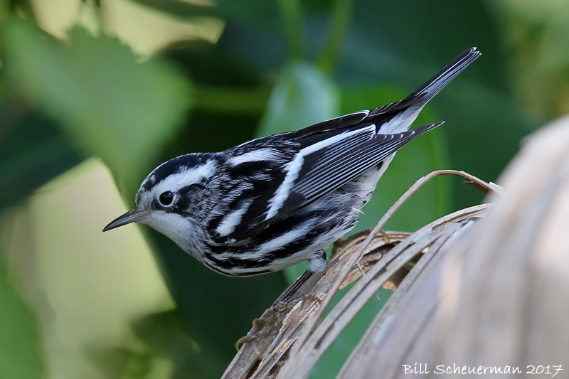 Black and White Warbler