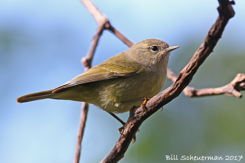 Orange-crowned Warbler