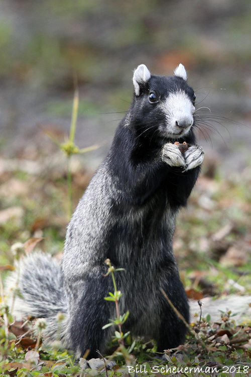 Florida (Shermans)Fox Squirrel