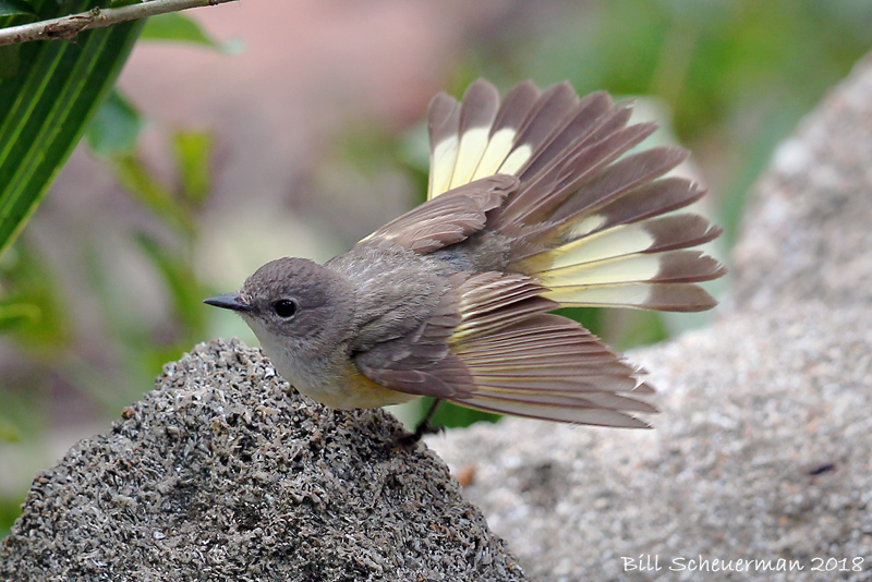 American Redstart