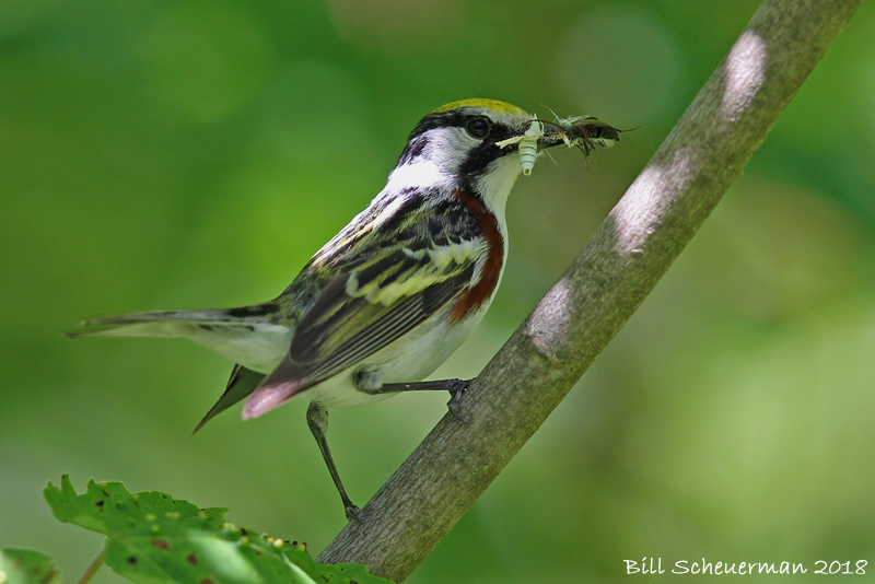 Chestnut-sided Warbler