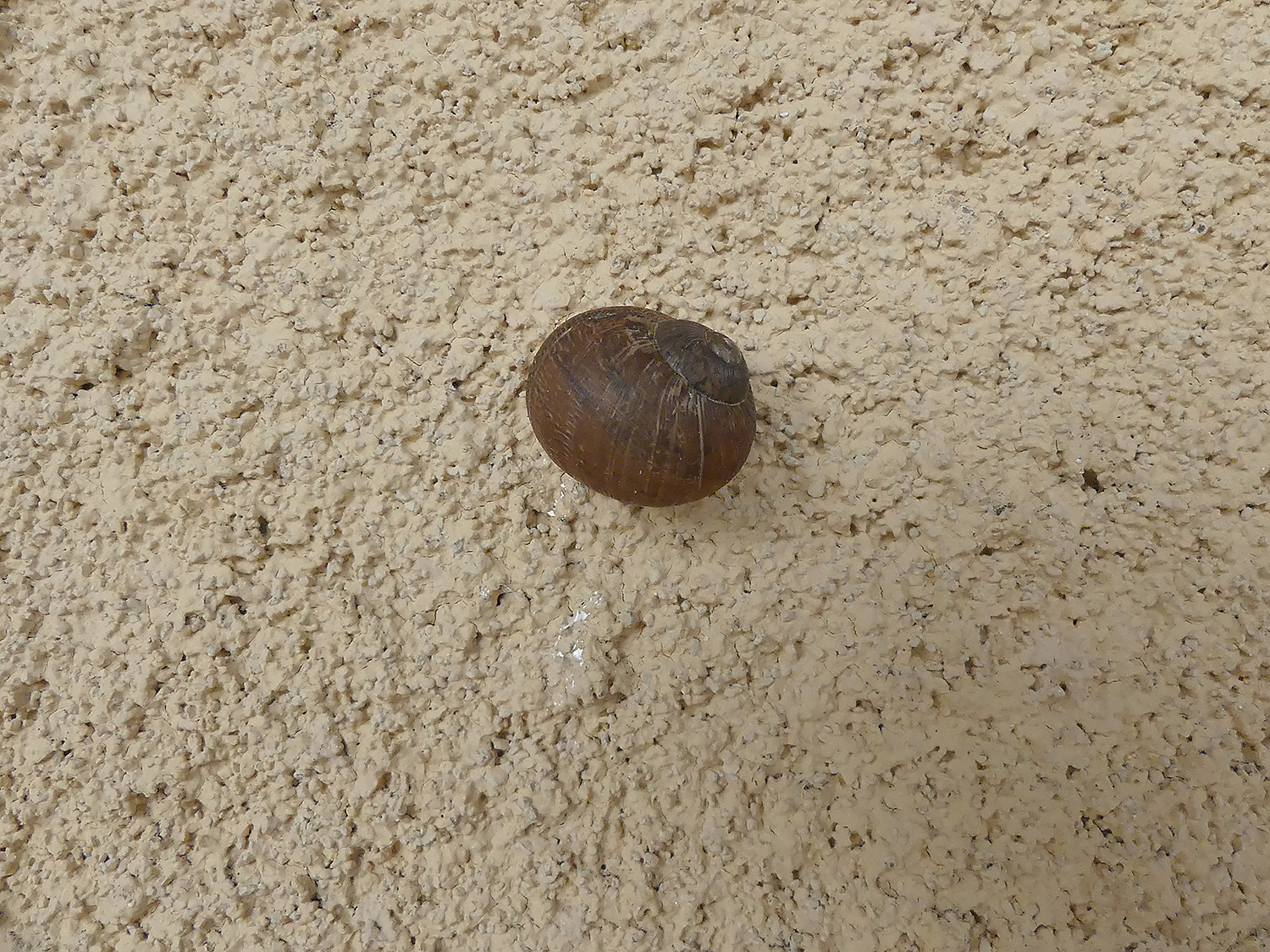 20170424 Small 1 Escargot.JPG