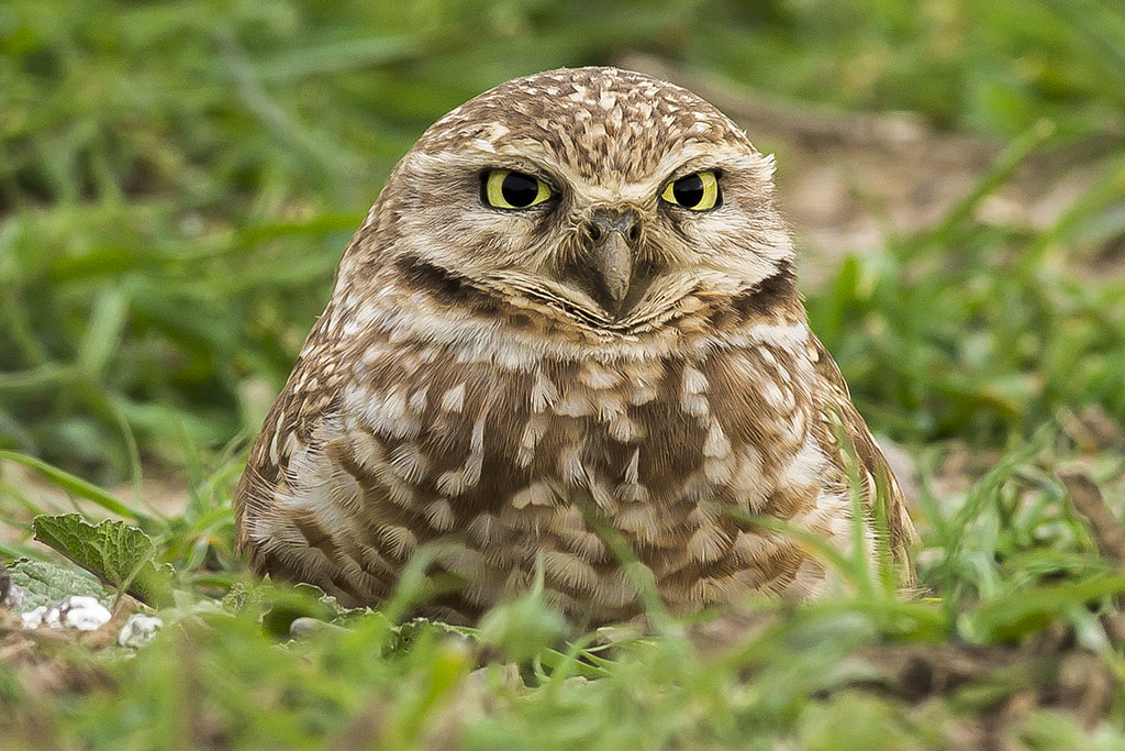 3/3/2017  Burrowing Owl