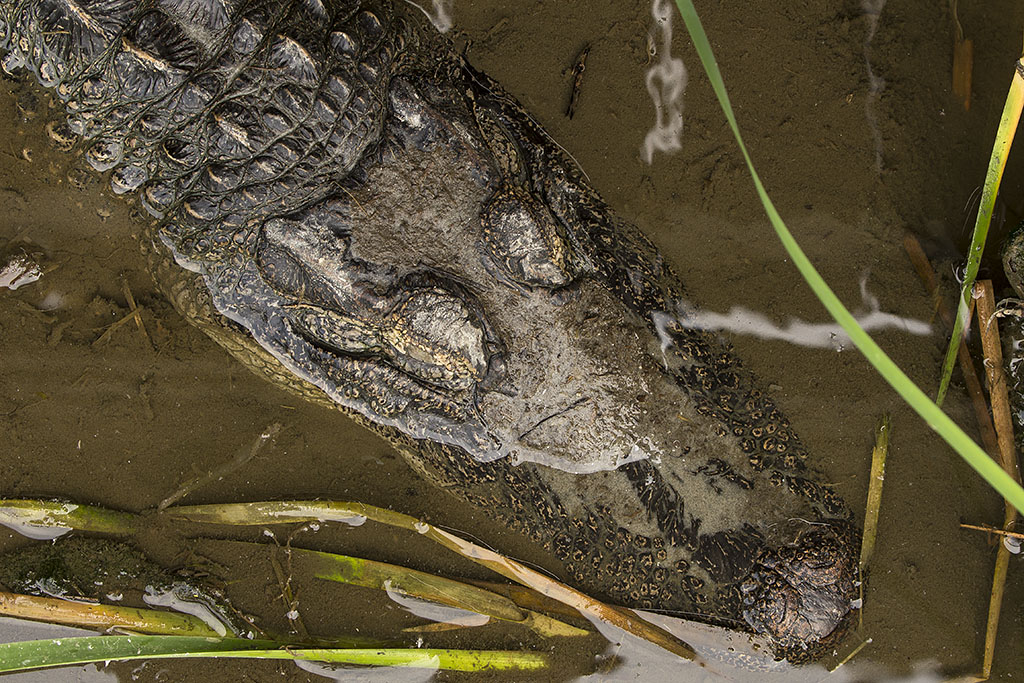 4/27/2017  Alligator beneath my feet under the boardwalk