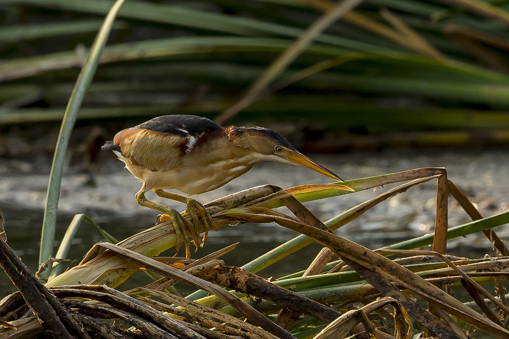 4/28/2017  Least bittern