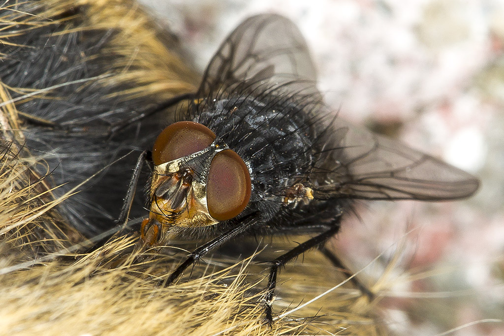 5/23/2017  Flesh fly on a dead rat