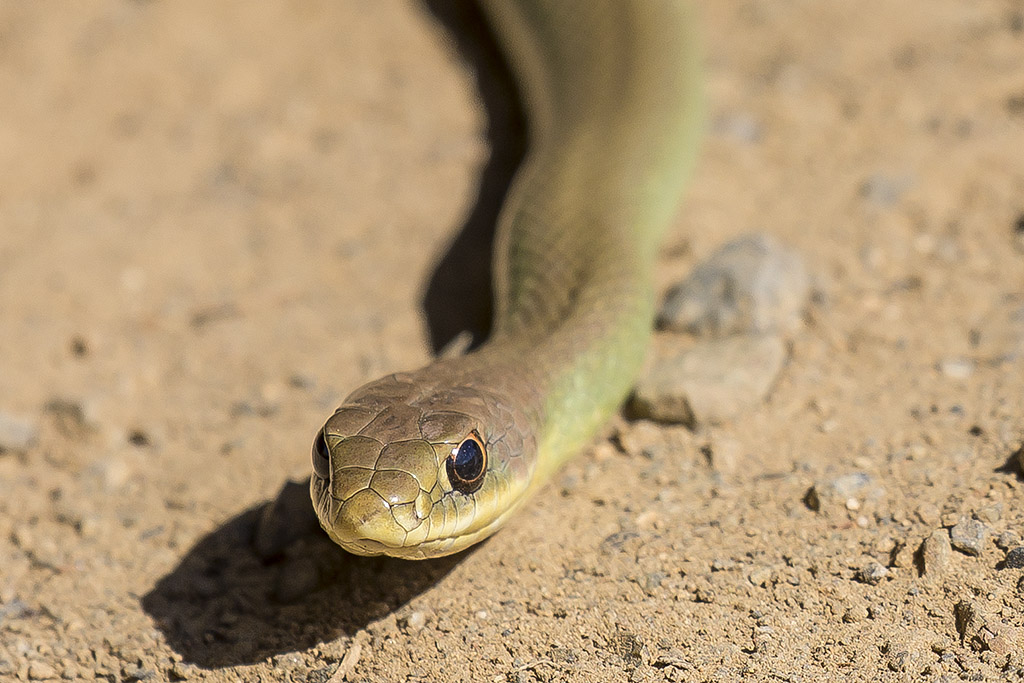 5/31/2017   Western Yellow-bellied Racer  (Coluber constrictor mormon)