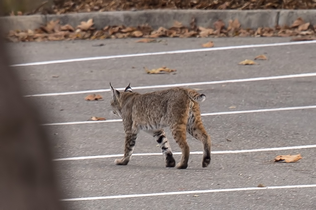 12/8/2017  Bobcat (Lynx rufus)