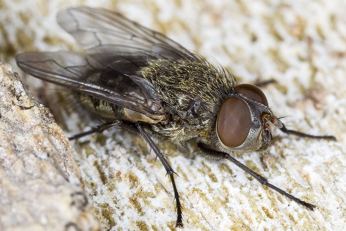 12/27/2017  Cluster fly (Pollenia)