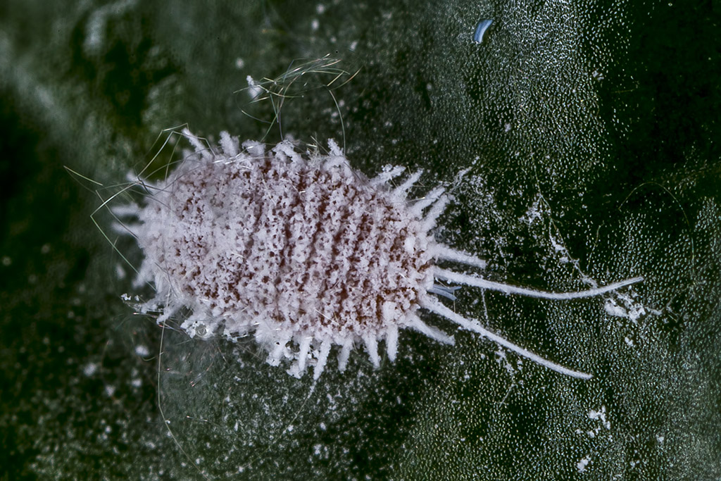 7/7/2018  Mealybug (Pseudococcidae) (Hemiptera)