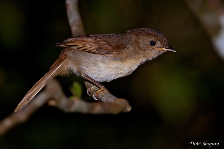 Javan Fulvetta 