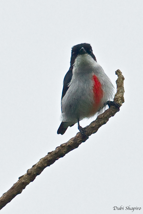 Red-keeled Flowerpecker