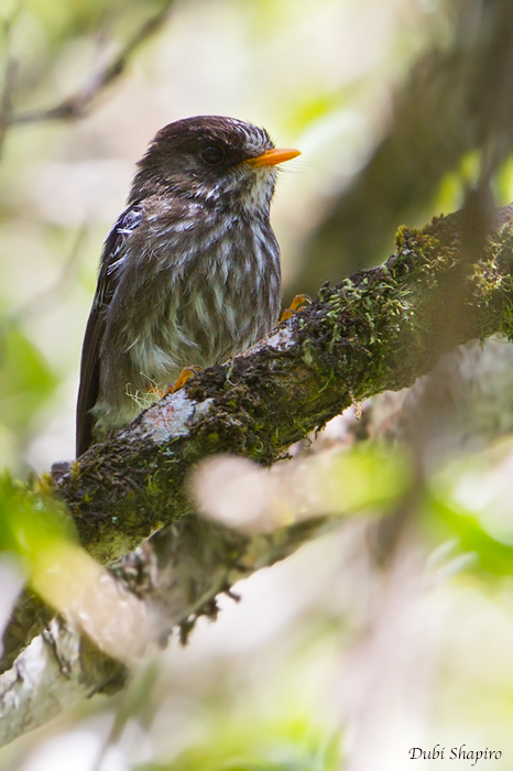 Humblot's Flycatcher 