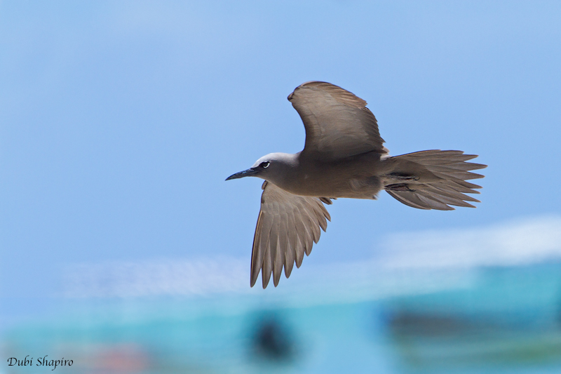 Brown Noddy 